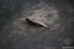 中國(guó)水污染問(wèn)題很?chē)?yán)重 帶您簡(jiǎn)單看幾個(gè)案例(圖文) 中國(guó)水污染問(wèn)題很?chē)?yán)重 帶您簡(jiǎn)單看幾個(gè)案例(圖文)